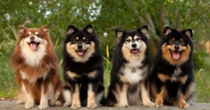 Rüyada Köpek Görmek Köpek Ne Anlama Gelir?