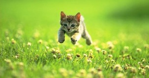 Rüyada Yavru Kedi Görmek, Ne Demek Ne Anlama Geliyor?