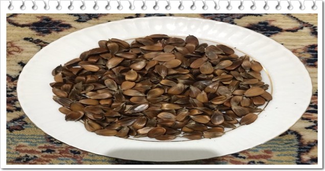 Gürgen Fıstığı Faydaları Nelerdir? Vitamin ve Mineral Deposu