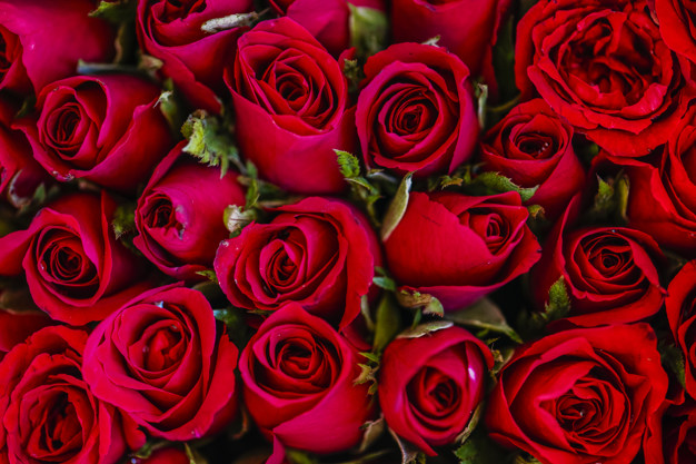 red roses topraksiz gul